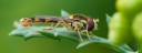 Insect carousel jquery examples 