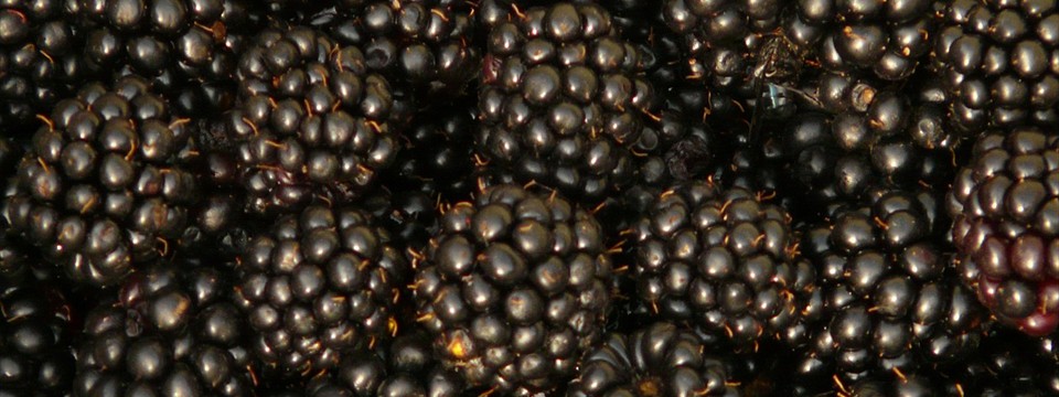 Blackberries carousel jquery